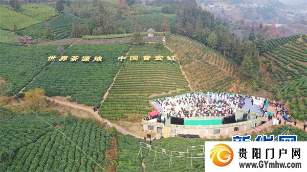 “贵州绿茶”元旦首采 品味黔茶的“早”与“净”(图1) “贵州绿茶”元旦首采 品味黔茶的“早”与“净”(图1)