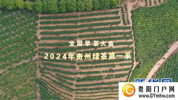 “贵州绿茶”元旦首采 品味黔茶的“早”与“净”(图3) “贵州绿茶”元旦首采 品味黔茶的“早”与“净”(图3)