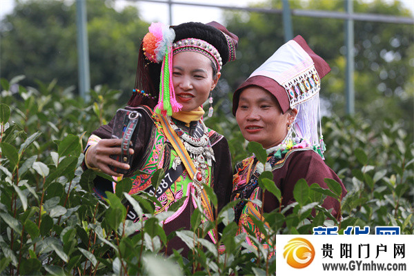 “贵州绿茶”元旦首采 品味黔茶的“早”与“净”(图4) “贵州绿茶”元旦首采 品味黔茶的“早”与“净”(图4)