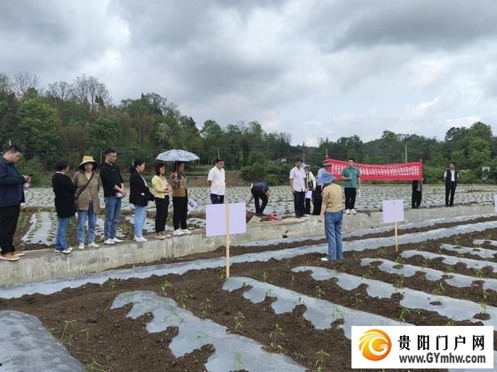 遵义新蒲：打造乡村产业新“椒”点(图1)