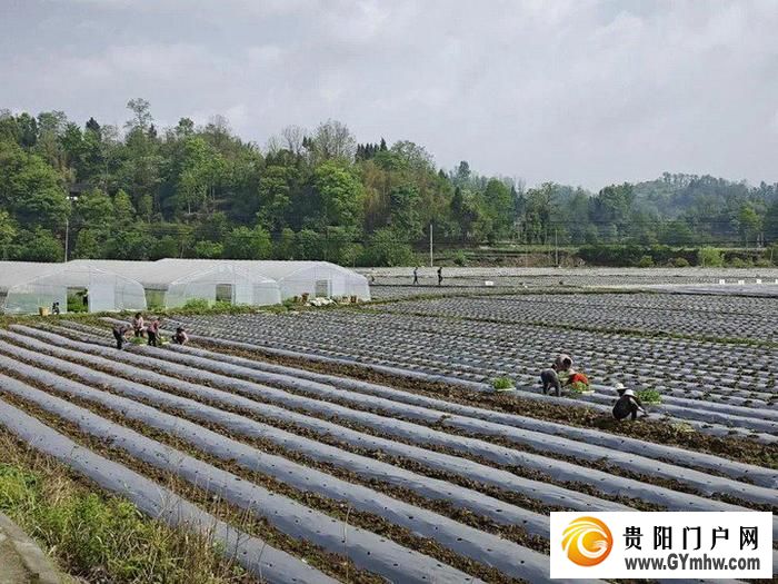 遵义新蒲：打造乡村产业新“椒”点(图3)