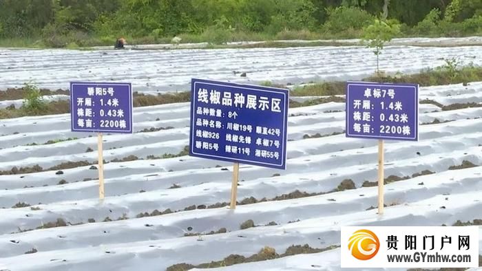 遵义新蒲：打造乡村产业新“椒”点(图5)