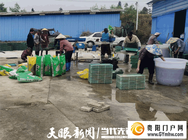 都匀市水稻机械化育秧有序推进(图2)