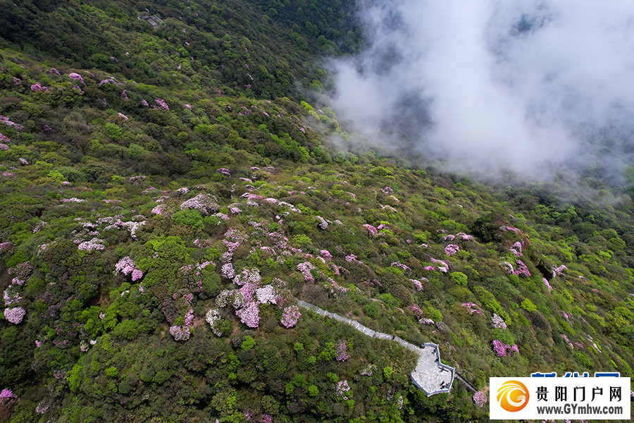 贵州梵净山:繁花似锦醉游人(图6) 贵州梵净山:繁花似锦醉游人(图6)