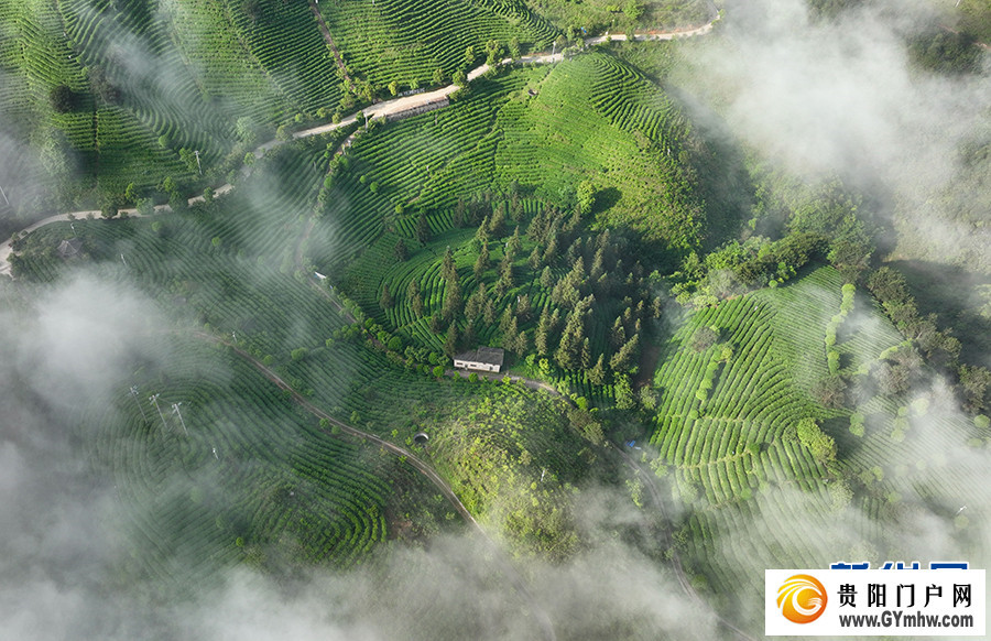 贵州丹寨：立夏时节茶园美