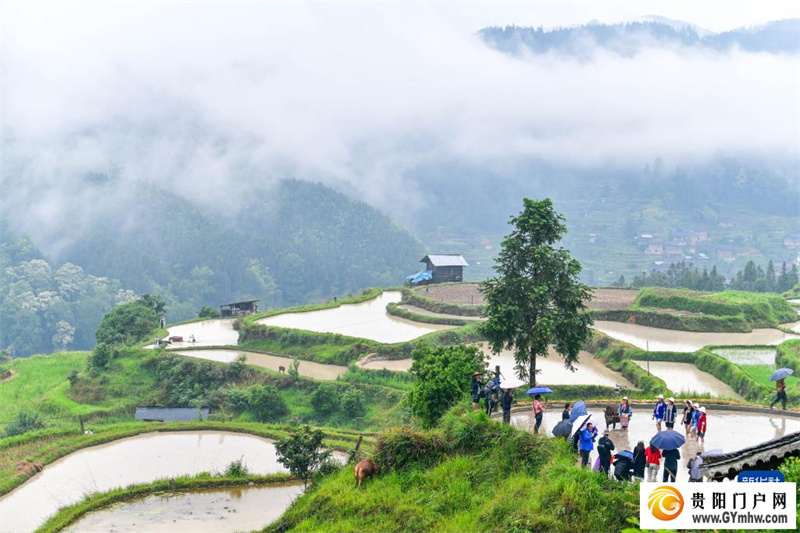贵州黎平举办牛耕文化节(图3) 贵州黎平举办牛耕文化节(图3)