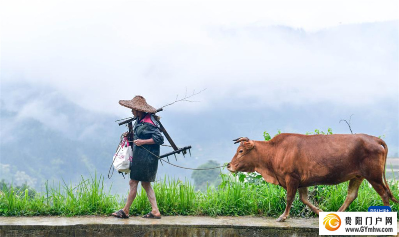 贵州黎平举办牛耕文化节(图6) 贵州黎平举办牛耕文化节(图6)