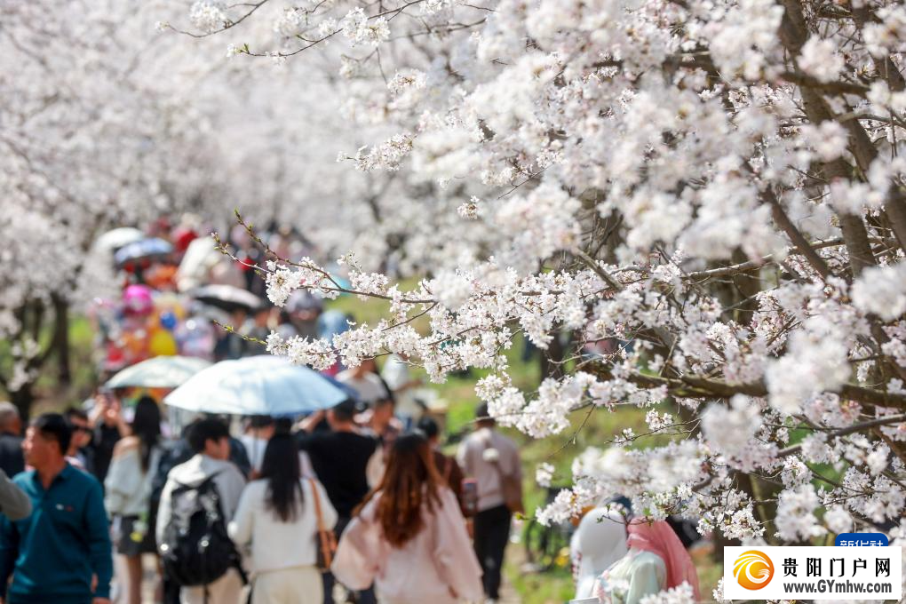 贵安新区：“樱花经济”助力乡村发展(图4)