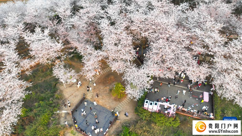贵安新区：“樱花经济”助力乡村发展(图8)