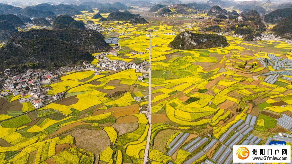 贵州：油菜花海绽春光