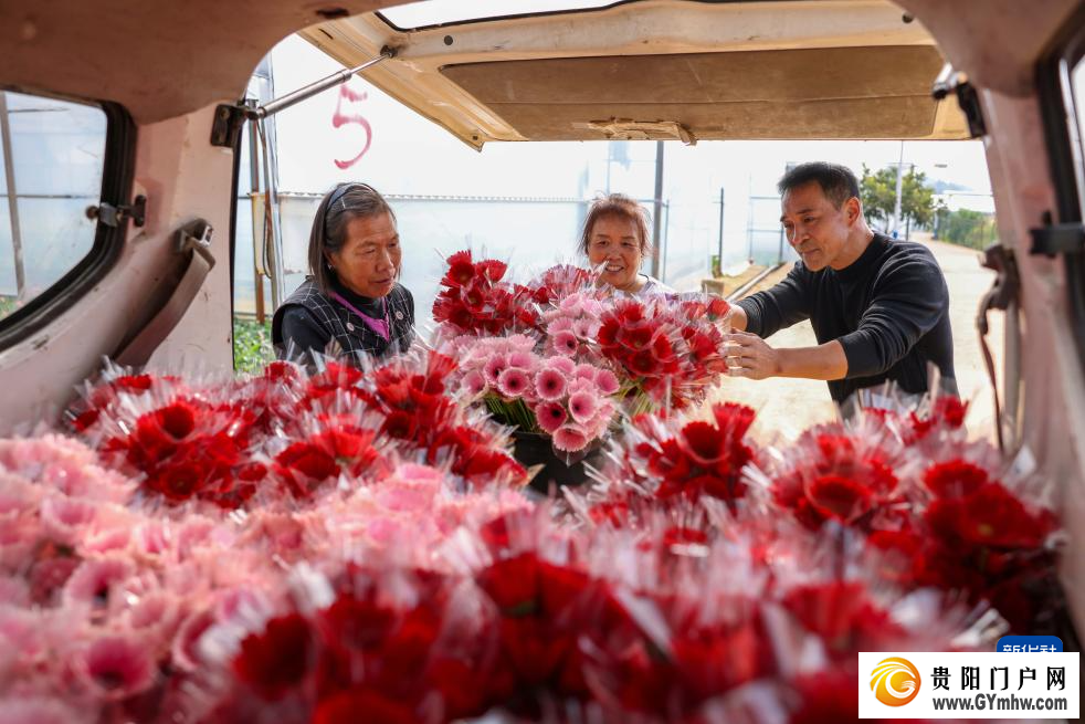 贵州玉屏：非洲菊采收忙(图2)