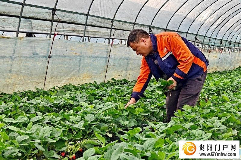 贵安湖潮乡冬季草莓月底抢“鲜”上市(图1)