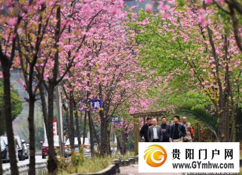 六盘水:樱花盛开鸟语花香引客赏花打卡(图2) 六盘水:樱花盛开鸟语花香引客赏花打卡(图2)