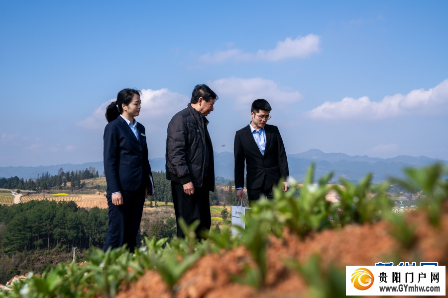 2026年贵州早春茶产销对接会在晴隆举行(图4) 2026年贵州早春茶产销对接会在晴隆举行(图4)